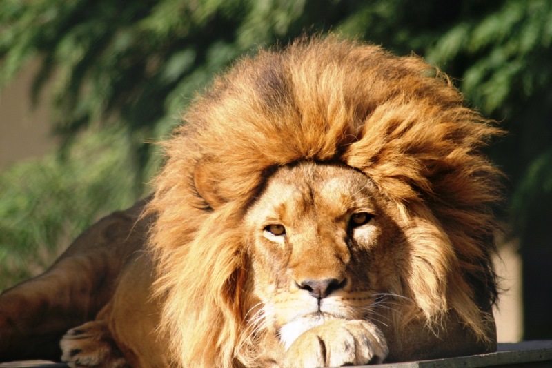 Darıca Hayvanat Bahçesi